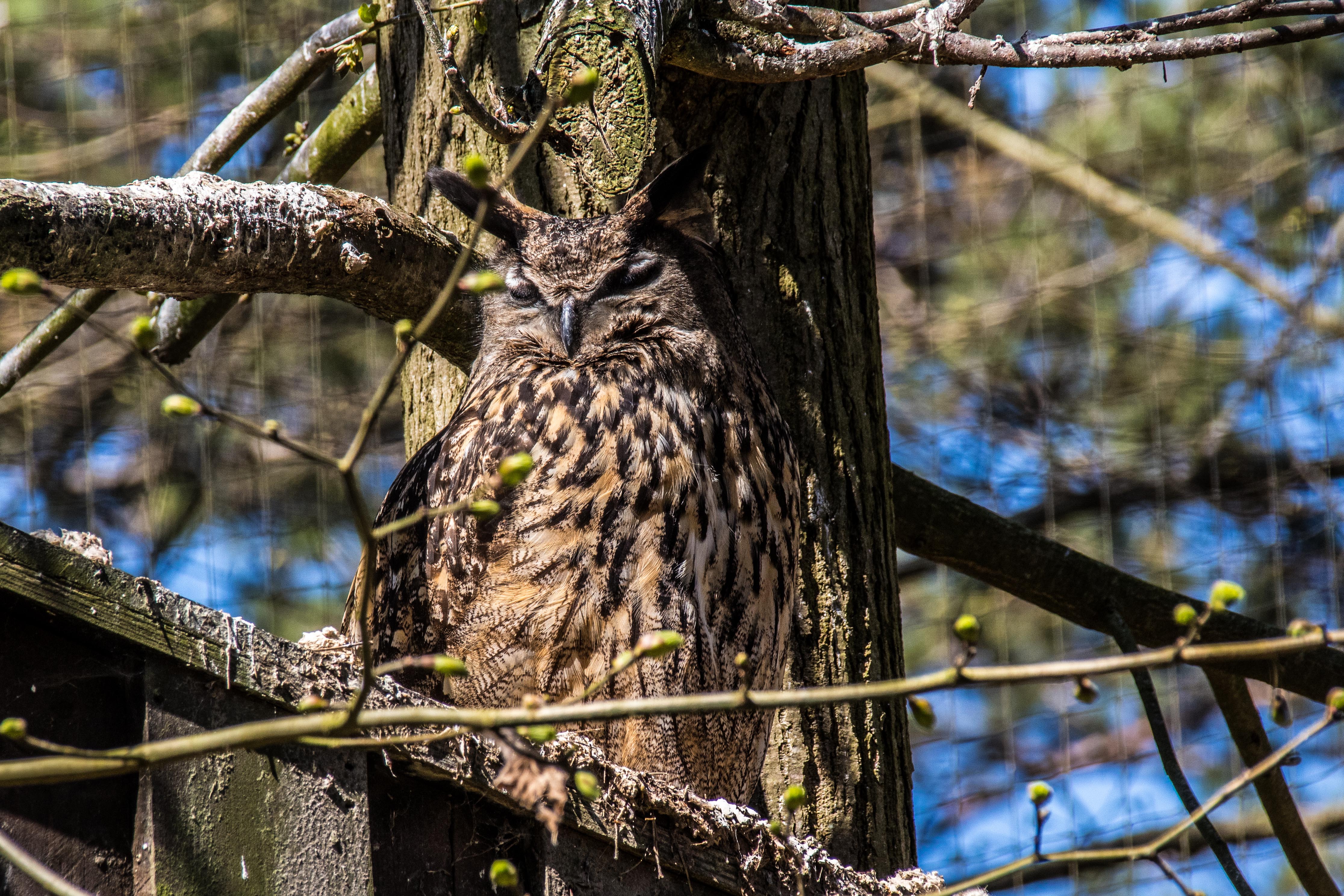 Hibou grand duc-02.jpg